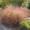 Eragrostis Spectabilis